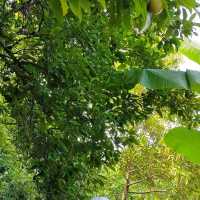 Green nature