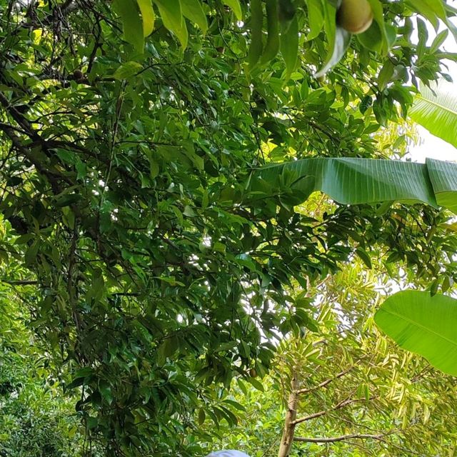 Green nature
