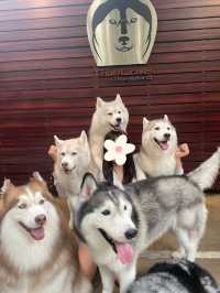 【タイ🇹🇭】大型犬🐩ハスキー大渋滞！ハスキーカフェ完全攻略☕️