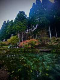 【岐阜】世界に誇る美しすぎる池✨一生に一度は観たいモネの池の透明度が異次元⚠️