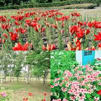 Yurigahara Park🪷🌷🌺🥀🌹💐💐
