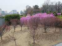 เที่ยวฤดู Spring in Ewha University 🌸