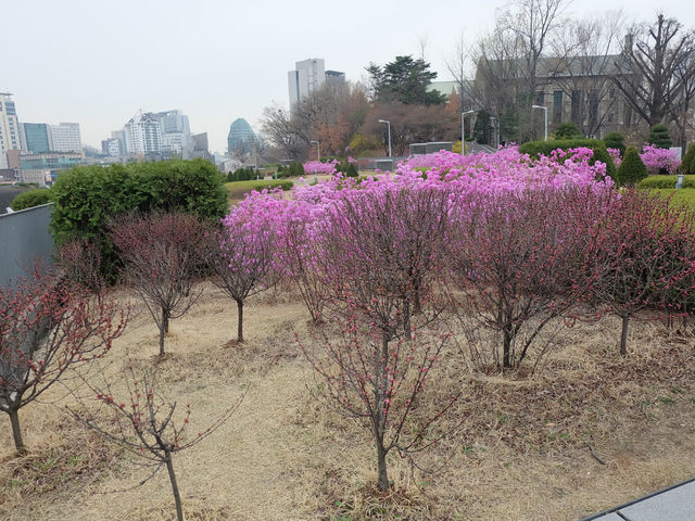 เที่ยวฤดู Spring in Ewha University 🌸
