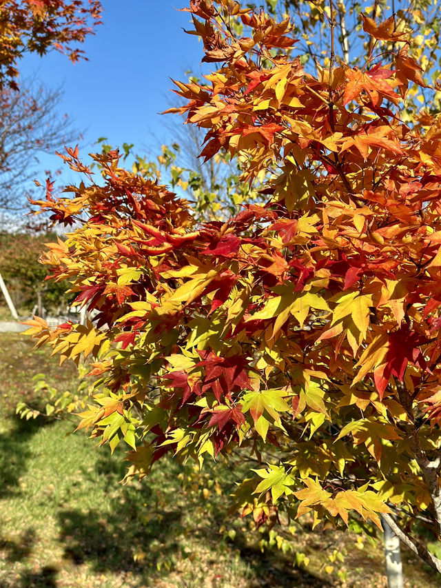 Autumn Bliss at Makomanai Takino Cemetery 🍁