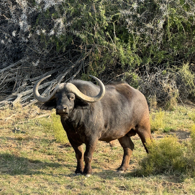 Luxury Safari Stay!! 