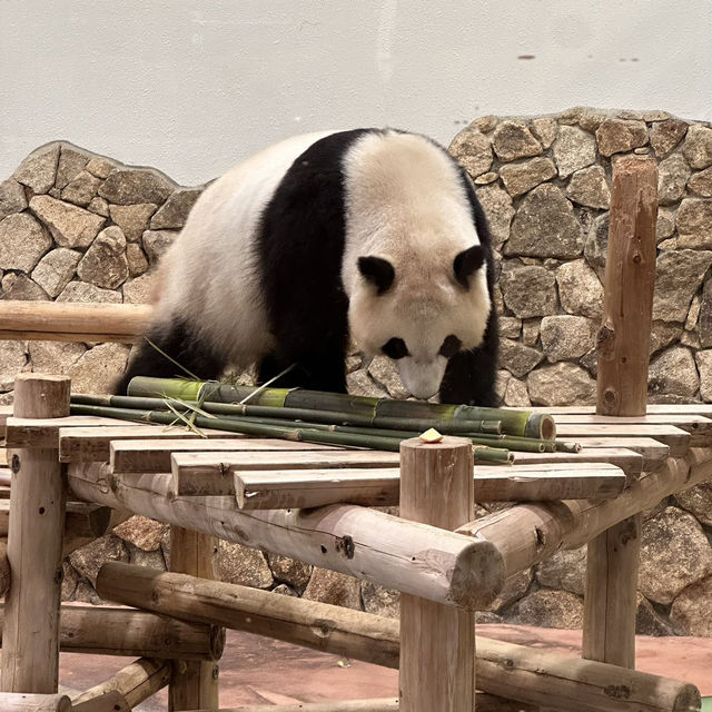 萌動時光｜在白濱冒險大世界邂逅熊貓與海豚的奇妙旅程