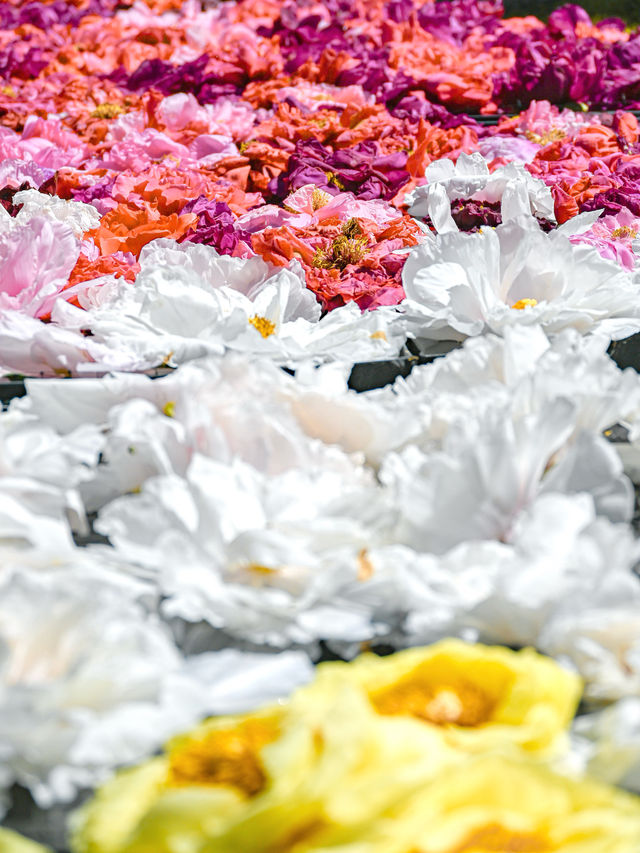 【期間限定】感動の絶景広がる🌼 欲張りに2種類たのしむのがおすすめ🫶🏻🌸✨ 