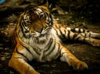 สวนสัตว์เปิดเขาเขียว ชลบุรี 