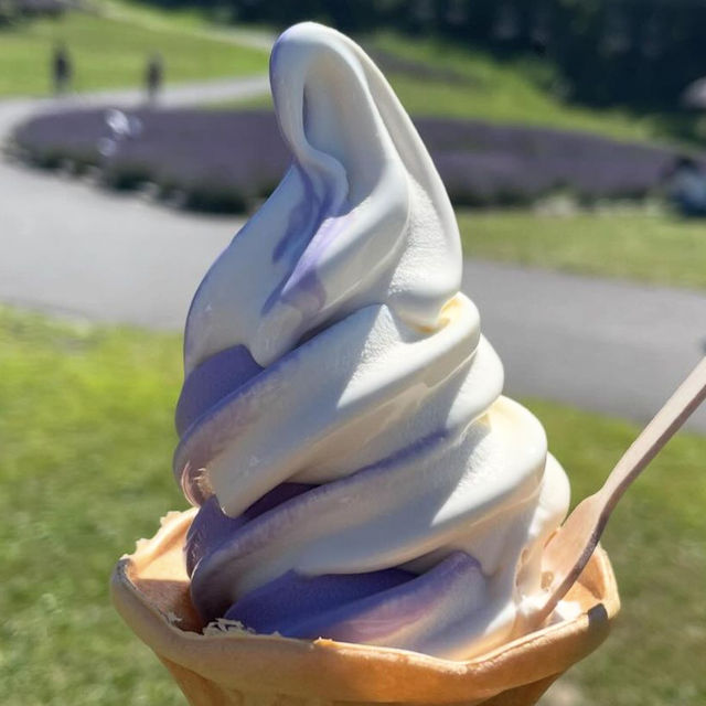 【群馬】ラベンダー畑🪻がみれる公園