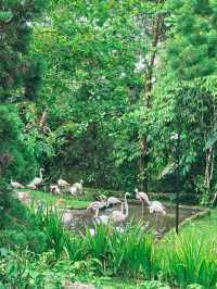 Awesome resort with a mini zoo