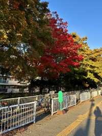 Autumn Colors in Sapporo 🍂🍁
