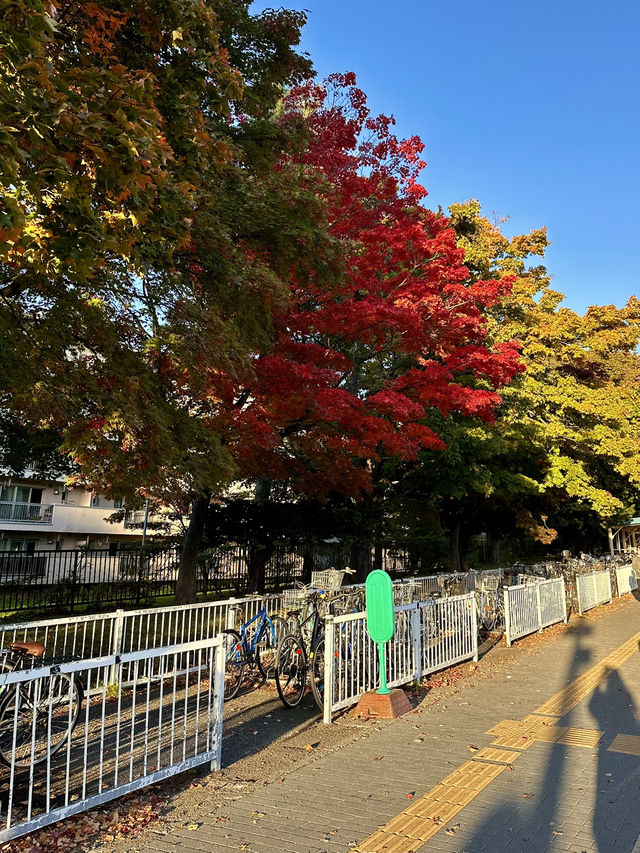 Autumn Colors in Sapporo 🍂🍁