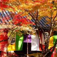 聖福寺：秋意盎然🍂