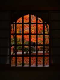 【紅葉特集】予約情報付き‼️全国で珍しい額縁に入った紅葉が見られる絶景スポット🍁 