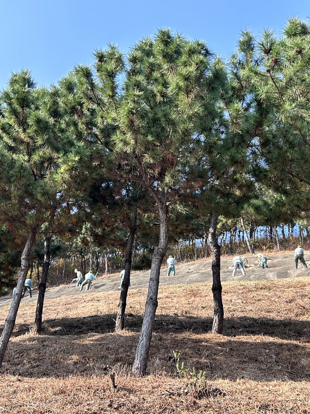 🇰🇷浦項✈️ 砂防紀念公園사방기념공원 