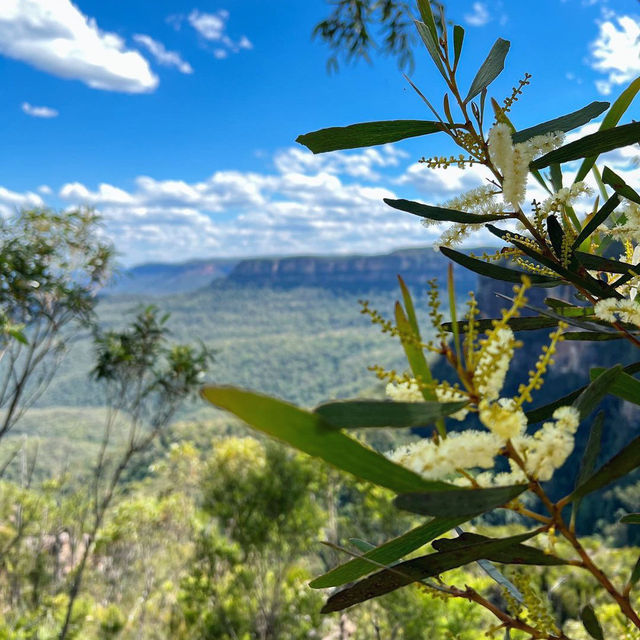 Exploring the Blue Mountains: A Natural Wonderland