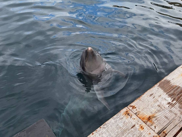 イルカ🐬島