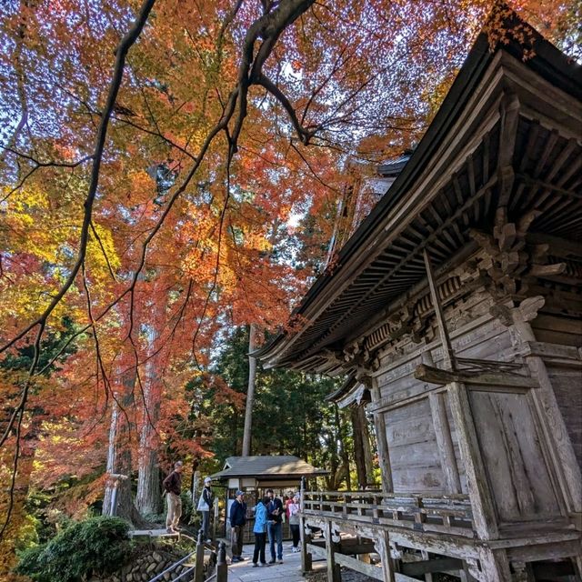 醉人的紅葉銀河，漫步千年古剎「中尊寺」