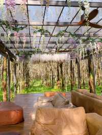 Timber society Cafe 