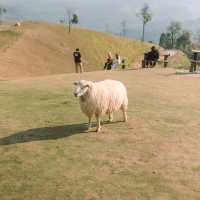 Akha Farmville ฟาร์มแกะยอดฮิตบนดอยช้าง