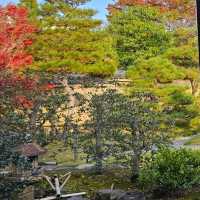 好古園〔双樹庵〕品茶賞楓，悠然古韻。