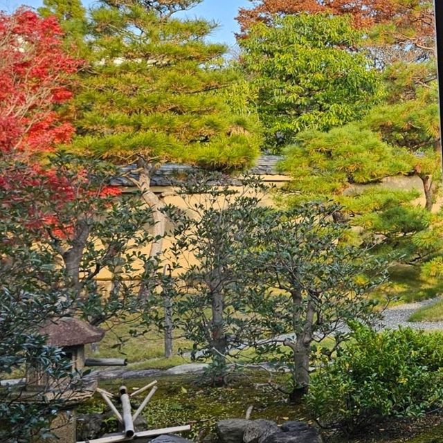 好古園〔双樹庵〕品茶賞楓，悠然古韻。