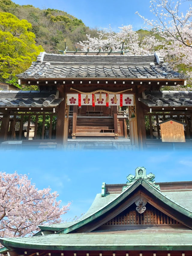 Sacred Beauty in Bloom: Kitano Tenman Shrine During Sakura Season