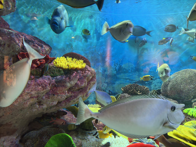 一日遊：探索首爾的COEX水族館之旅 🐠