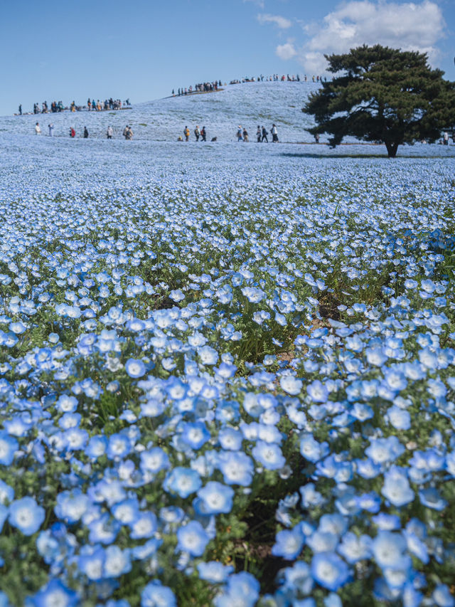 ひたち海浜公園💙ネモフィラの青い世界