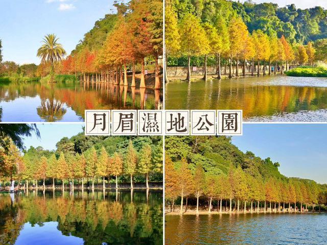 月眉濕地公園-沿岸的300棵落羽松，形成壯麗如畫的景色
