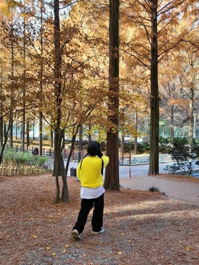 매년 가을이면 꼭 가야할 대전여행지