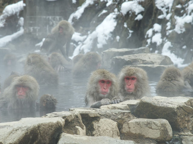 《長野県》地獄谷野猿公苑