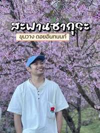 สะพานซากุระขุนวาง ดอยอินทนนท์🌸💘