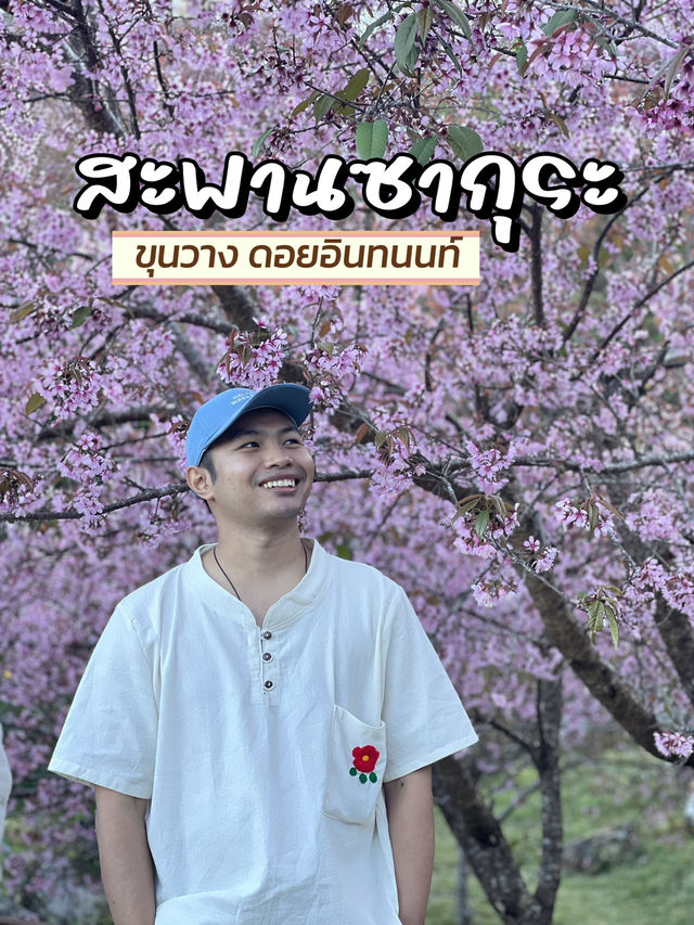 สะพานซากุระขุนวาง ดอยอินทนนท์🌸💘
