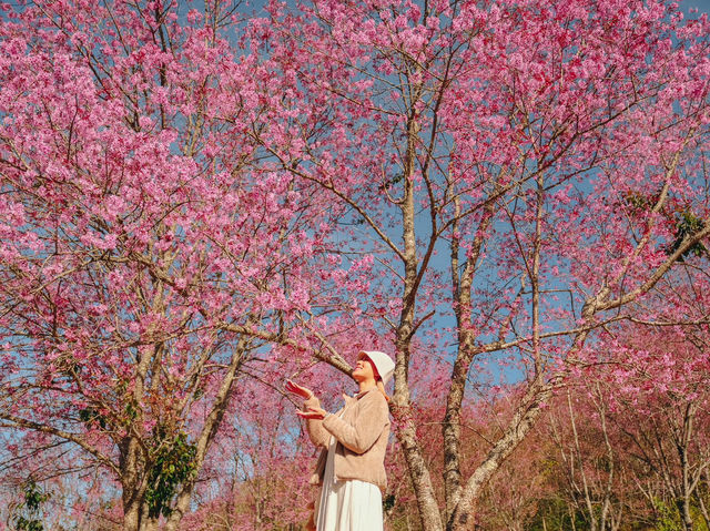 ภูลมโล หุบเขาสีชมพูสุดลูกตา🌸🌸💕