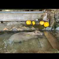 ☾︎長崎☽︎ 触れ合いメインの動物園