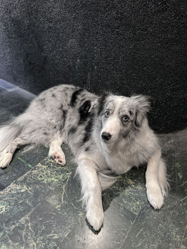 高雄｜黃埔新村 寵物友善咖啡廳🐾