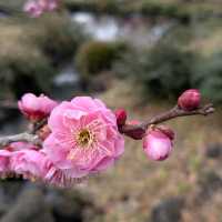 梅の花はこれからが本番🌸