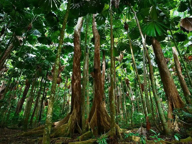 Daintree Rainforest