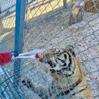 Roaring Adventure at Siberian Tiger Park, Harbin 🐅