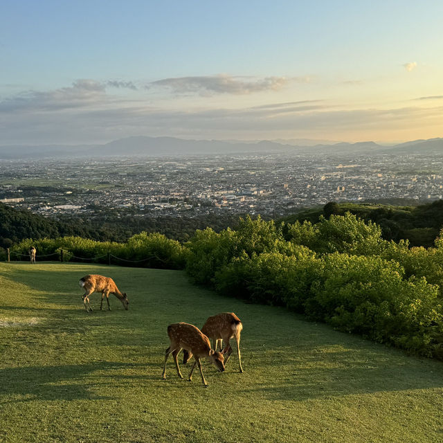【奈良】絶景が見えるおすすめスポット