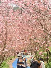 新北｜不用飛日本 三峽大熊櫻花林香水櫻花滿開 染井吉野接力