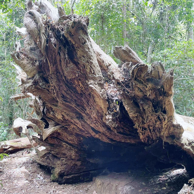 Nature’s Paradise at Springbrook National Park 🇦🇺