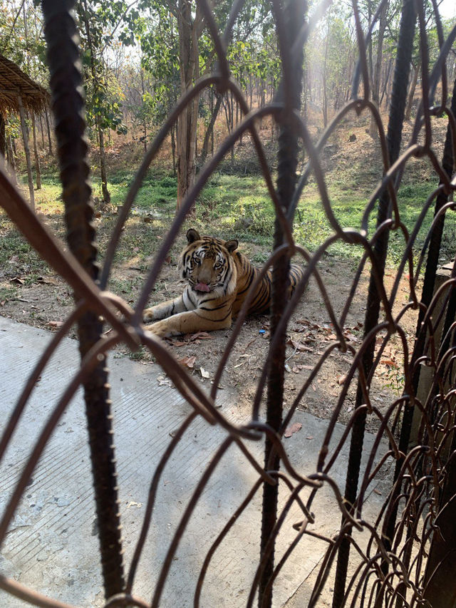 Day Trip to Myanmar’s one and only Safari Park 🦓 