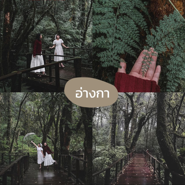 ☔️ แจกแพลนเที่ยวเชียงใหม่ฉบับ Green Season