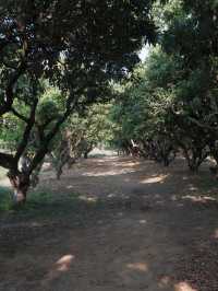 深圳免費公園｜光明虹橋超出片
