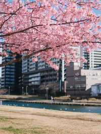 東京河津櫻賞櫻指南 🌸 舊中川櫻花盛開中！