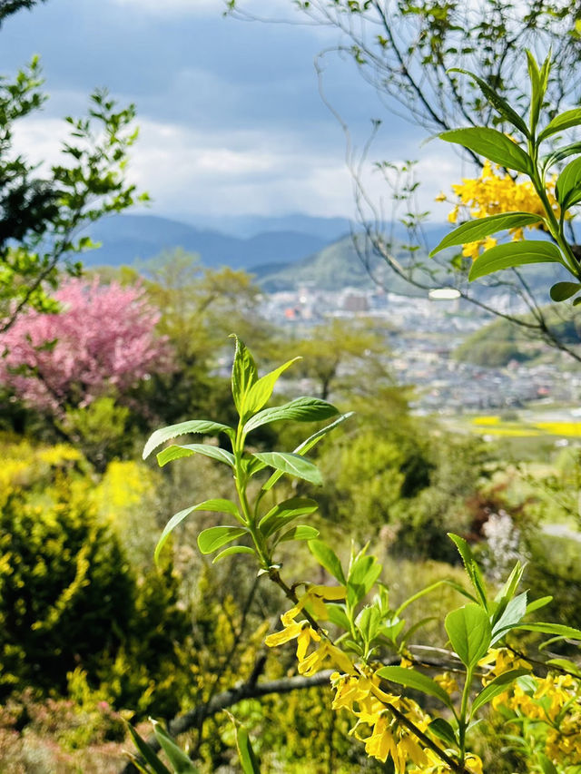 Hanamiyama Park ซากุระเต็มเขา เที่ยวฟุกุชิมะต้องมา
