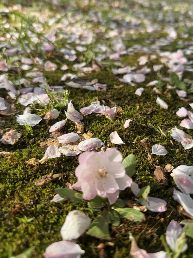 不是在日本🇯🇵而是在武漢 不用出國看櫻花🌸
