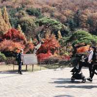 Hwadam Botanic Garden: A Hidden Natural Paradise